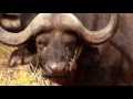 Cape buffalo receiving bushveld nose and ear care  kruger