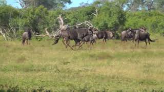 Wildebeest charges at another