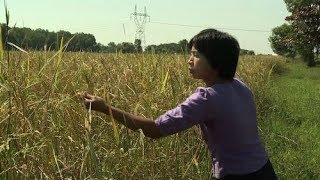 Mobile apps aid Myanmar’s farmers screenshot 4