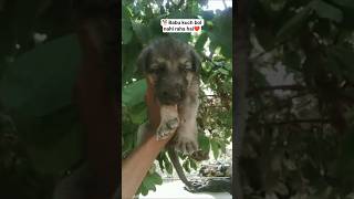 cute puppy 🐕🐕😘dog #instalike #trending #explorepage #trendingshorts #trendingshorts #viral #love