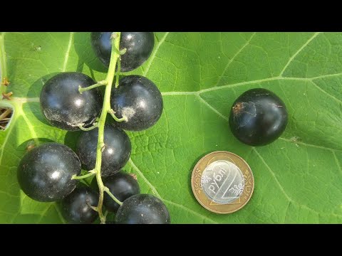 Смородина Чёрная, Сравнение Сортов Добрыня и Селеченская-2.