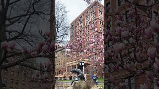 When the magnolias bloom for an Admitted Students Day! #H2P