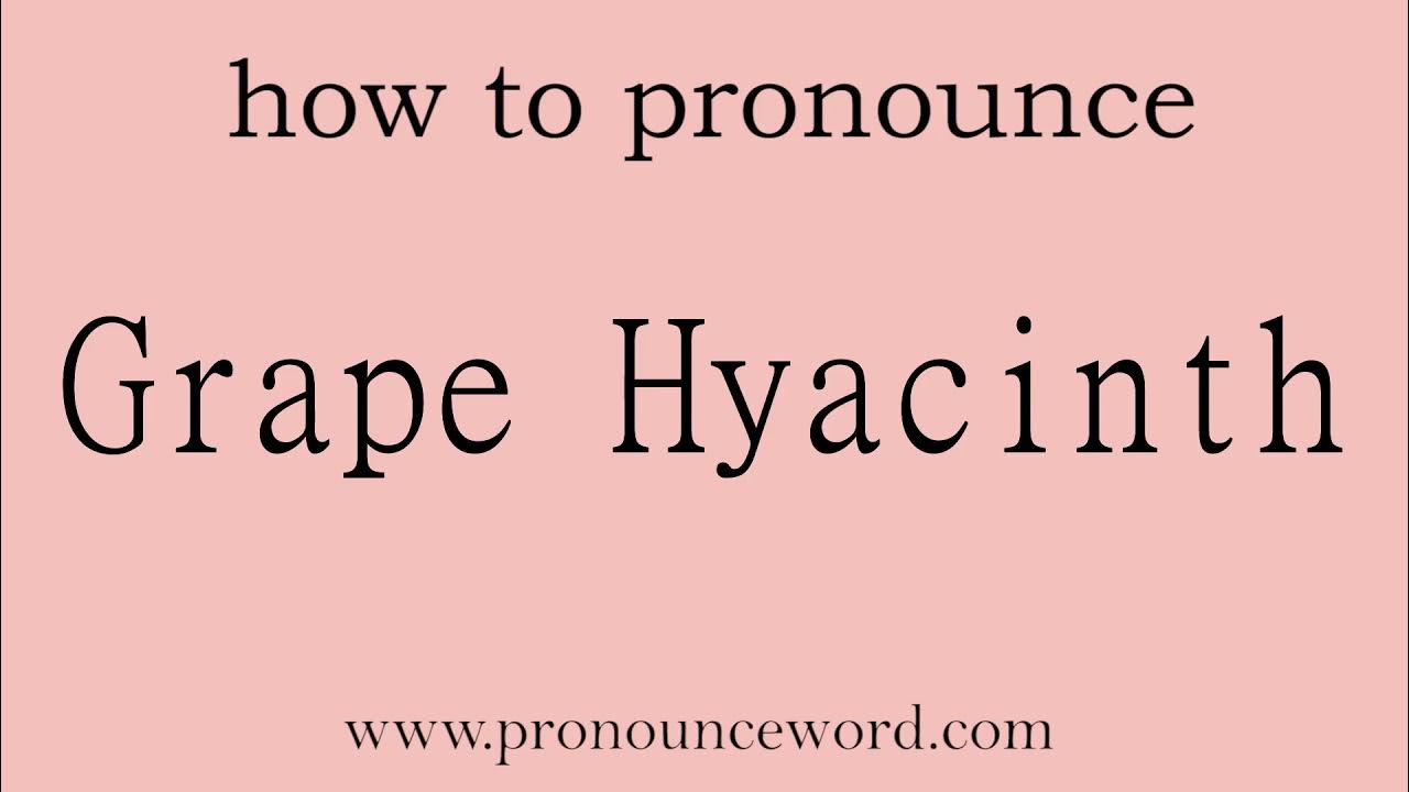 Grape Hyacinth. How to pronounce the english word Grape Hyacinth .Start