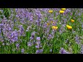 Гул пчёл на ЛАВАНДЕ. Bees on lavender. Lavender blooms.