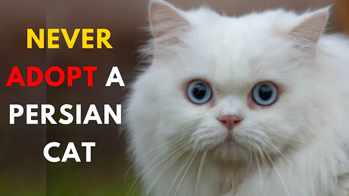 Top 14 Reasons Why You Shouldn't Get a Persian Cat - DayDayNews