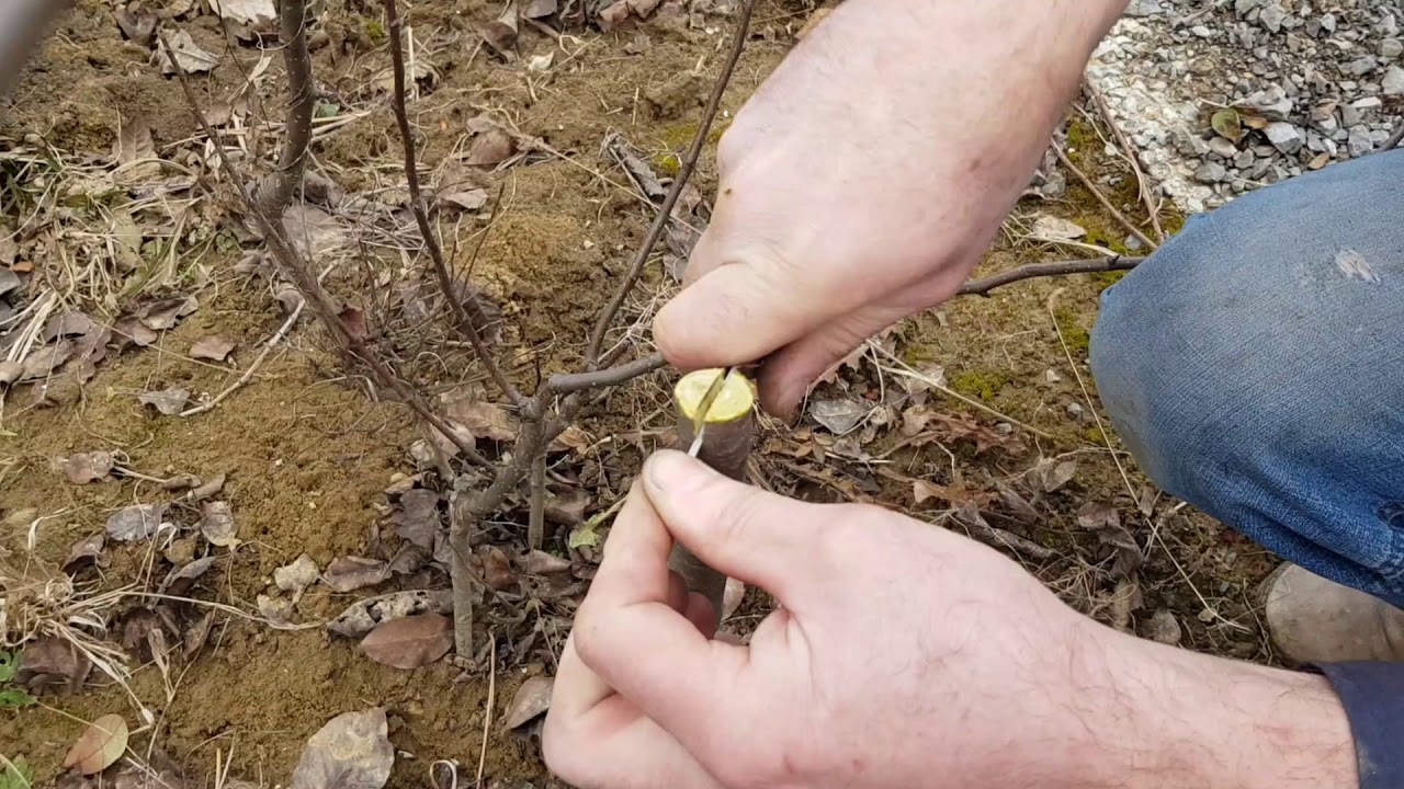 Cijepljenje trešnje na raskol (WikiNatura)