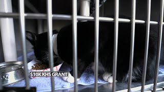 Kentucky Humane Society receives nearly $10,000 grant for kitten care