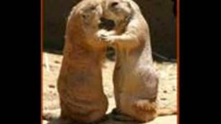 Gülşah Çek Git Bebeğim Uzaklara