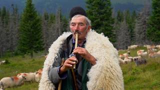 Lupii I-Au Mâncat Oaia În Câteva Clipe, Iar Ursul I-A Rupt Colegul Poveștile Baciului Voinescu