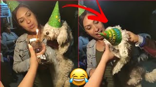 🤣 Human Traditions are Never Lost 🐱🐶 Try to NOT Laugh [Very Hard] by Videos de Animales Graciosos 73,881 views 1 year ago 9 minutes, 27 seconds