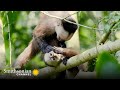 Capuchin Monkey Grooming Behavior