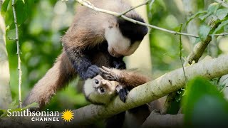 Grooming in Capuchin Society Is a Must! 🧐 Into the Wild Colombia | Smithsonian Channel