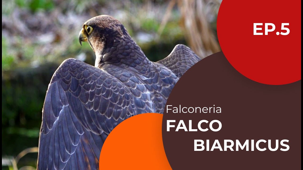 Falco biarmicus -  Falco lanario - Falconeria ep. 5 - Sottotitolato