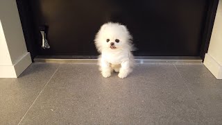 Yavru Köpeğim Hastalandıktan Sonra Yeni Bir Köpek Yavrusu