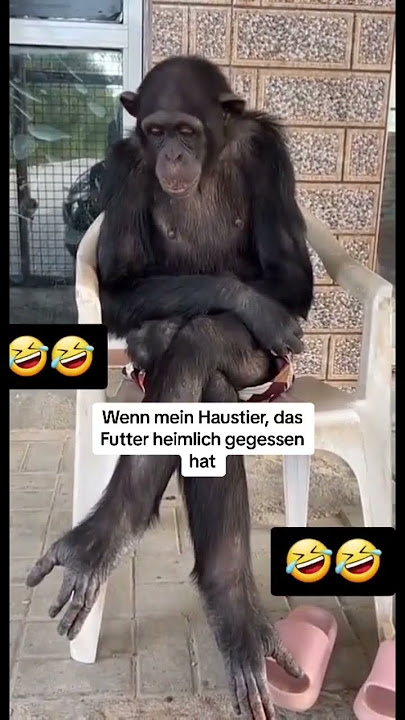 #tiere #tiervideo #affe #lustig #viral