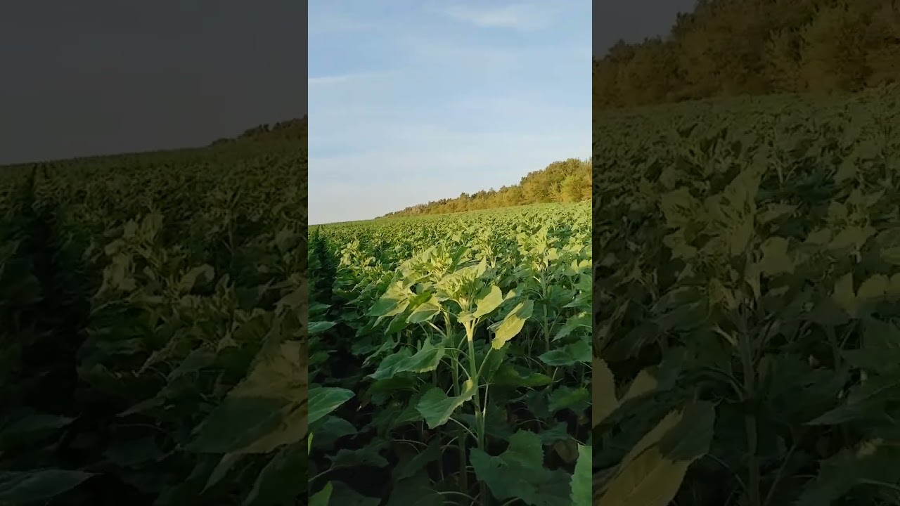 Сортовой подсолнечник Василек устойчивый к евролайтингу. Это шок номер для заказа семян 89616713407