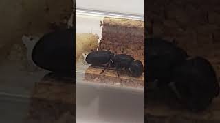 Asi van mis Cephalotes