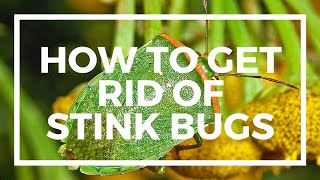 Spectracide Stink Bug Killer Review - How to kill Stink Bugs