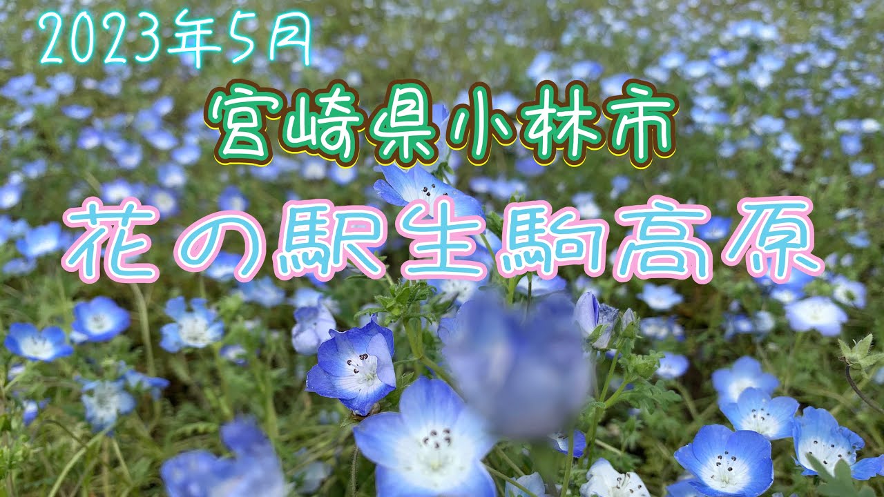 【九州Drive】2023年5/8  宮崎県小林市   生駒高原🌸お花見Drive🚗³₃#宮崎#ドライブスポット#絶景スポット #観光地 #花見 #ネモフィラ