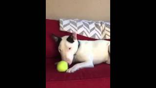 Bull Terrier Buster Is Playing With His Ball