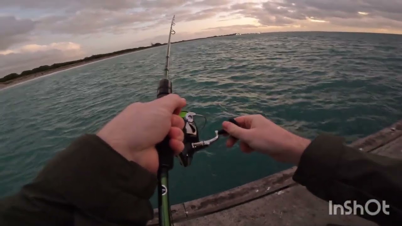 Ammo Jetty fishing | Catching Multiple different species!