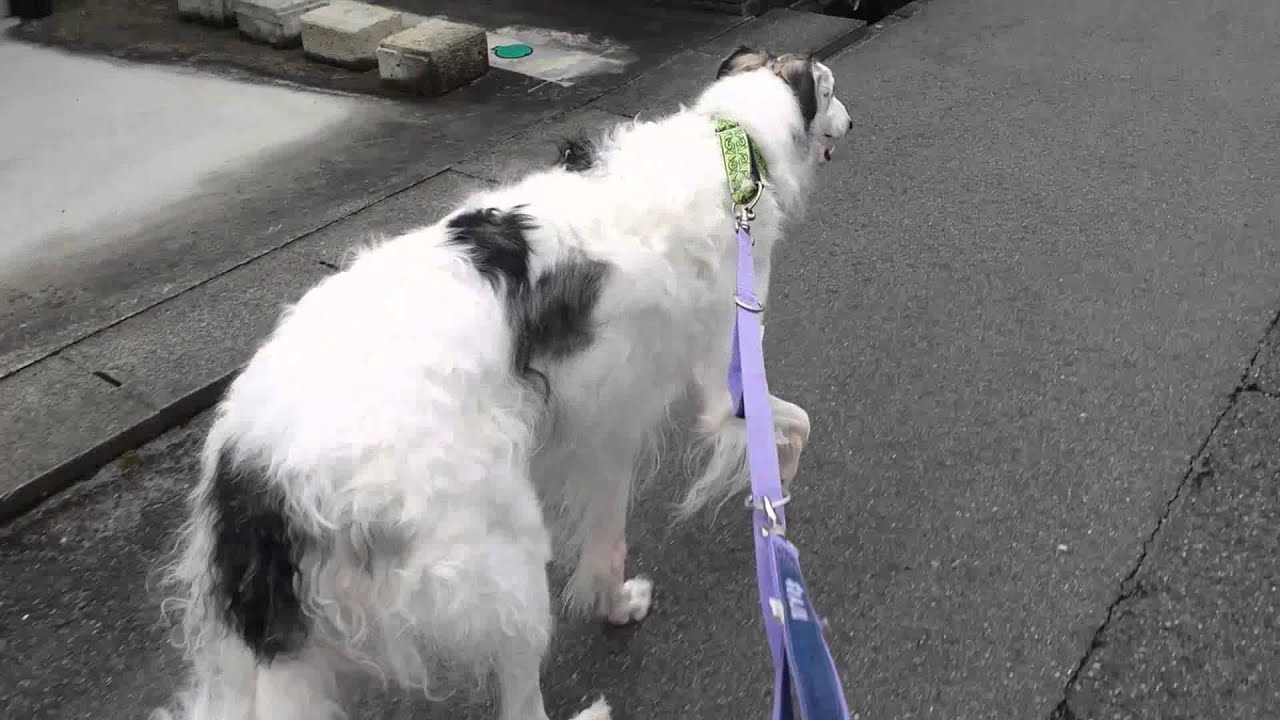 ボルゾイ犬バジル お一人様散歩 Youtube