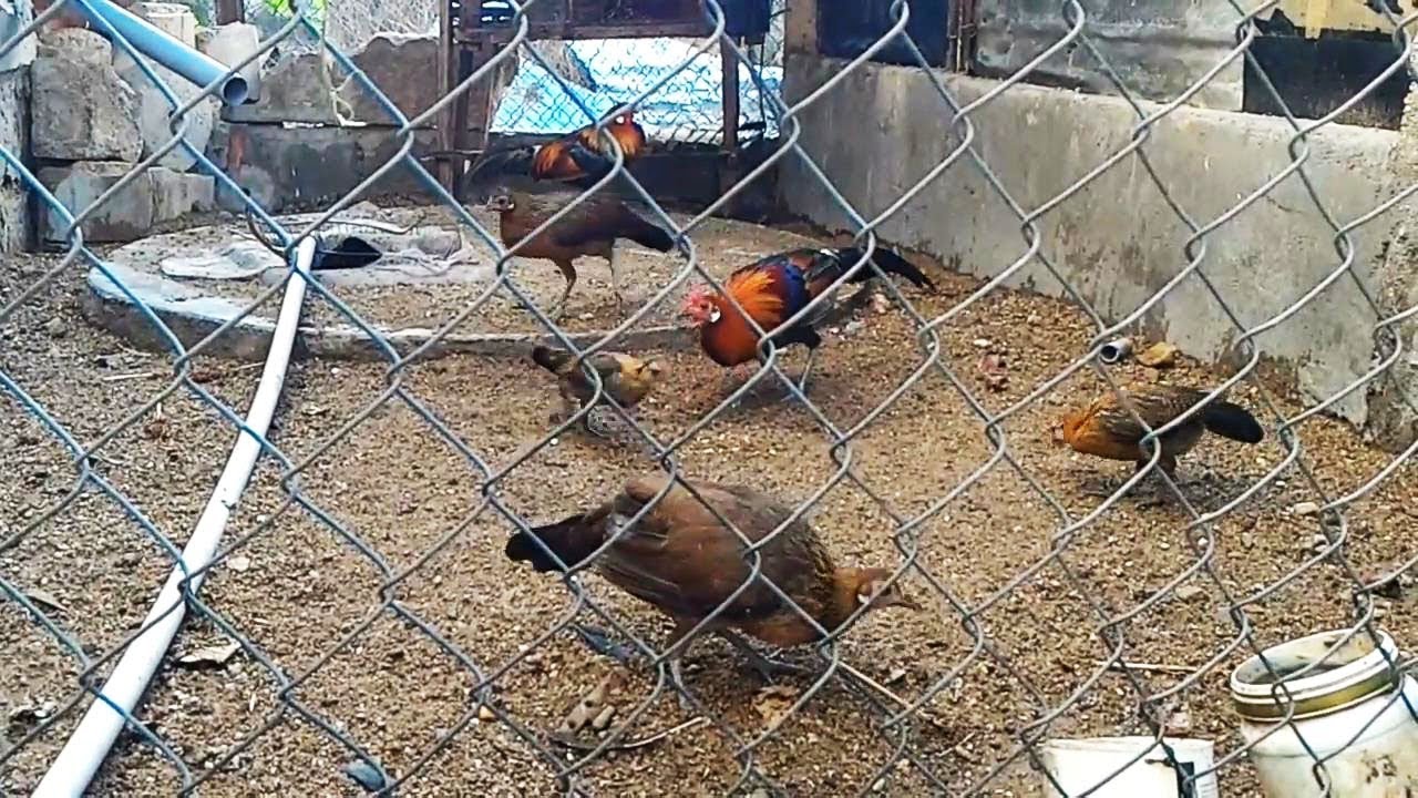 Model Kandang Ayam Hutan - Tentang Kolam Kandang Ternak