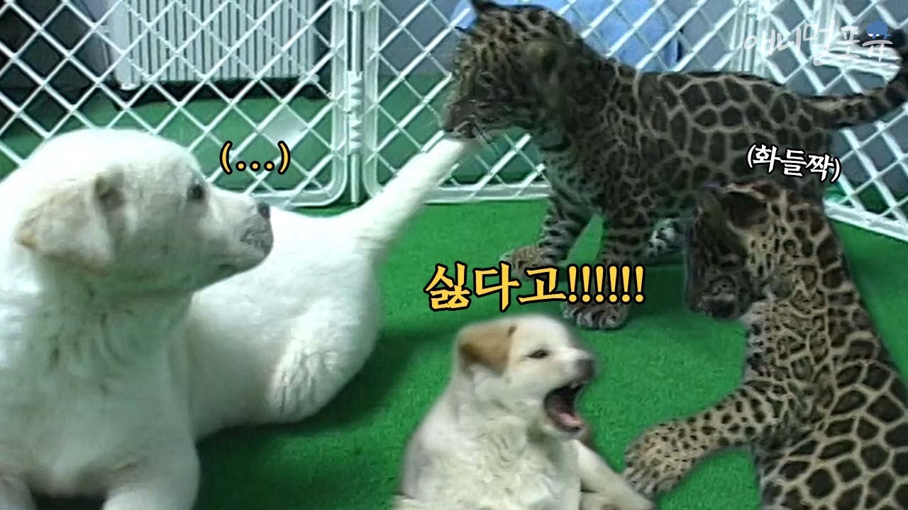 강아지들한테 놀자고 조르다가 혼쭐난 아기 재규어 ㅋㅋㅋ｜재규어 육아일기 EP1｜KBS 주주클럽 030203 방송