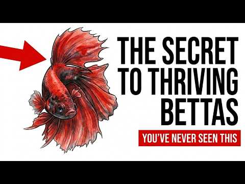 Top 10 Tips to Make Your Betta Fish Happy