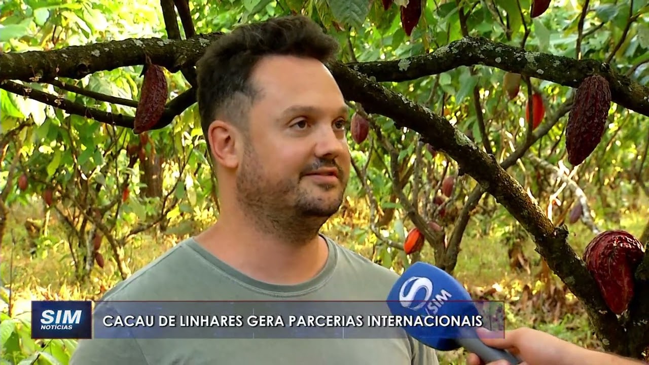 RECONHECIMENTO: Cacau de qualidade, produzido em Linhares, gera parcerias internacionais