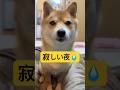 寄り道なんて出来ないね🤭💕#柴犬 #豆柴 #shibainu #犬 #犬のいる暮らし #shorts