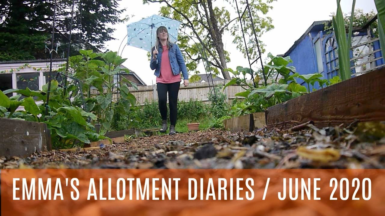 EMMA'S ALLOTMENT DIARIES / JUNE 2020 / RAIN RAIN RAIN