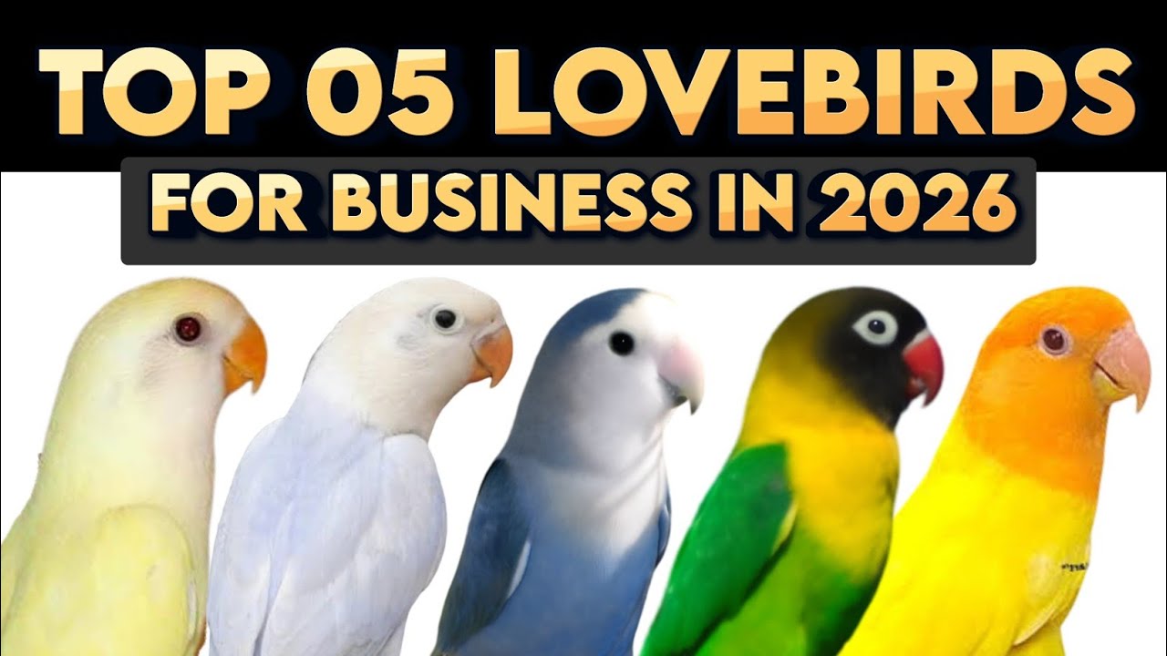 Top 05 Lovebirds for business in 2026