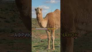 Самые опасные вирусы прошлого | Михаил Никитин #наука #эволюция #интервью