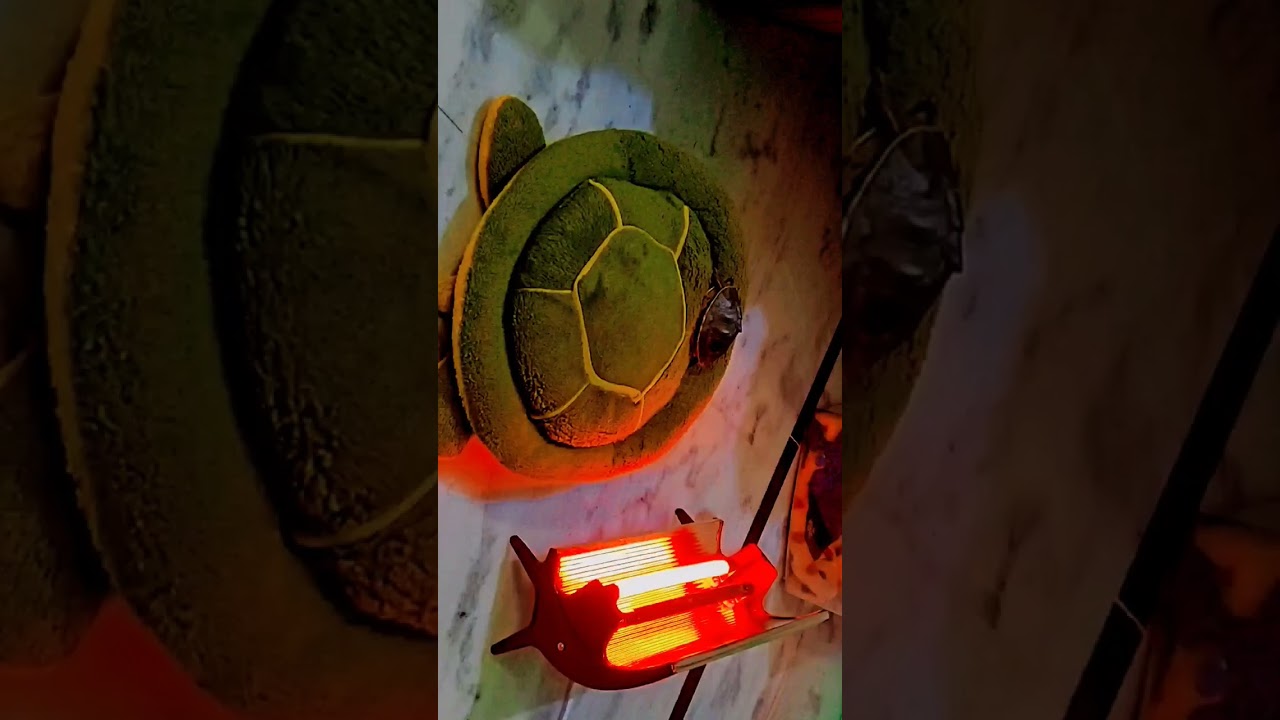 Turtle loves sitting in heater during winter! 