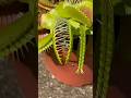 Venus fly trap #facts #amazing #kairoliniya #omg #facts #video #viral