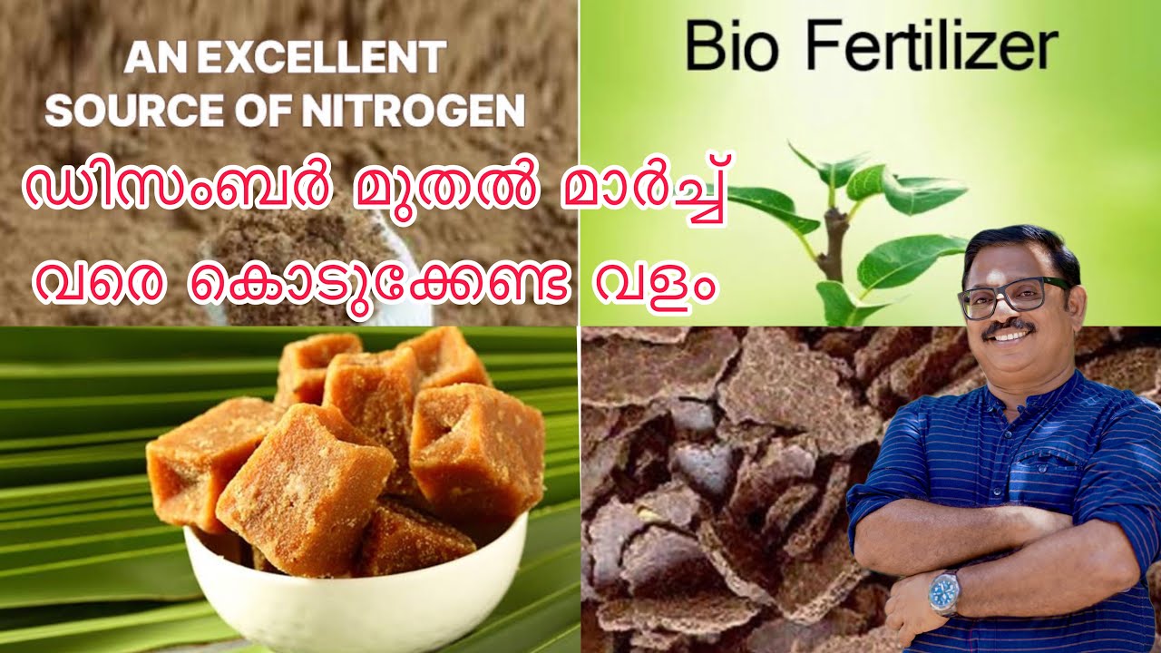 BEST BIO FERTILISER FOR FRUITING TIMES ഡിസംബർ മുതൽ മാർച്ച് വരെ കൊടുക്കേണ്ട വളം
