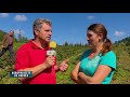 Agroproiecte de succes: Plantație de căpșuni la cota 1200 | 20.12.2020