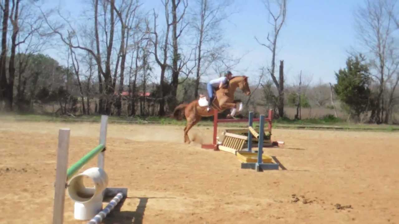 Second Chance Thoroughbred's Five star city "Vegas" - YouTube