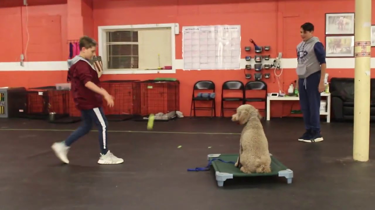 dog training advice uk Dog Training Bruno with Distractions | Dog Training Obedience Skills