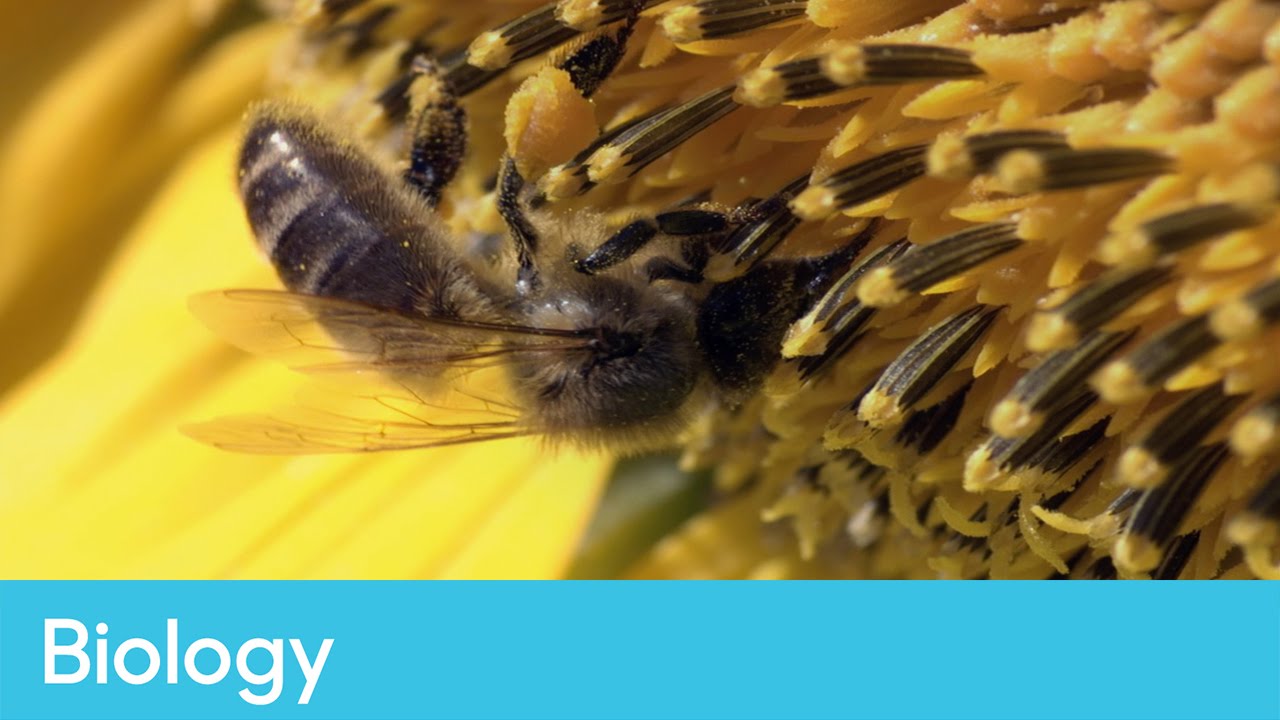 How plants and animals reproduce Biology Life Lessons YouTube