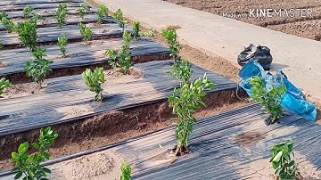 CÁCH NGƯỜI NÔNG DÂN GIÂM CÀNH QUẤT | Đặng Tùng channel