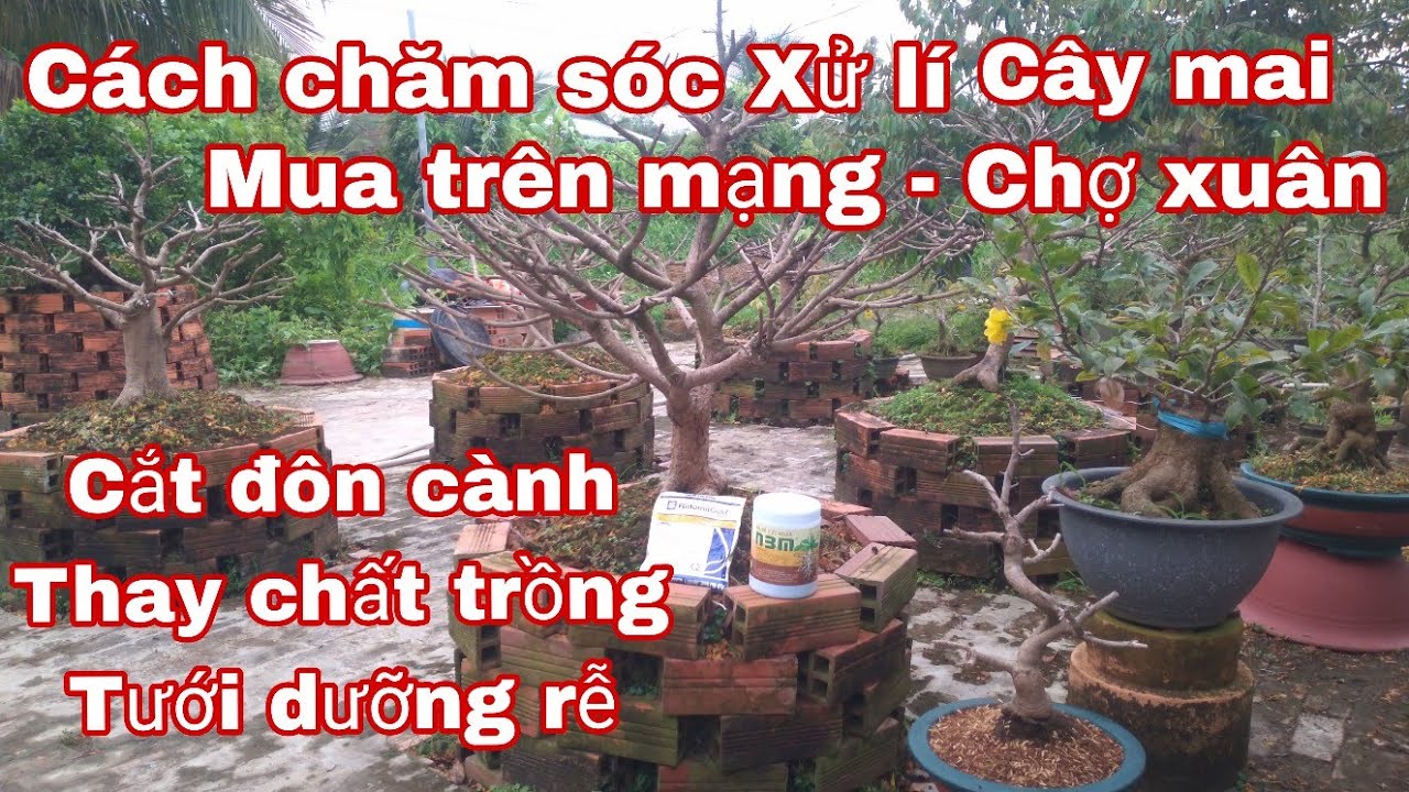 Cách phục hồi cây mai sau khi chơi tết.