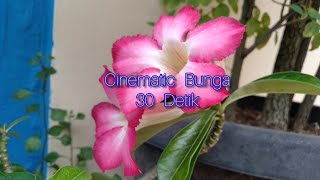 Story WA Cinematic Bunga