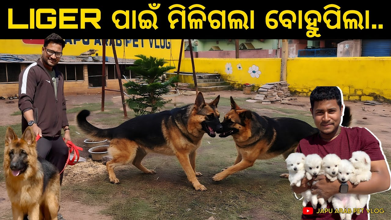LIGER ପାଇଁ ମିଳିଗଲା ବୋହୂ , ବହୁତ ଜଲ୍ଦି ହେବ ବାହାଘର  🤪।। ଏକା ସହିତ ଏତେସାରା SPITZ ଛୁଆ WOW 😱 ||