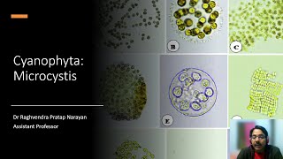 Microcystis