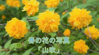 【春の花の写真】山吹  山吹色の美しい花を咲かせた山吹の写真を纏めました