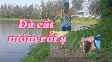 Kiếm con cá kể, câu cá lóc ngày cuối tuần. Catch fish.#fishing #caucathugian #câucá #viralvideo