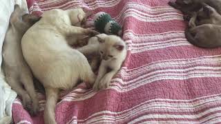 Elinga Tonkinese Cattery - No sleep for the little one! by 🍀lt 🏖 49 views 6 years ago 1 minute, 18 seconds