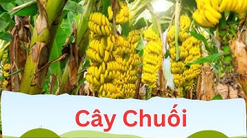 Dạy bé nhận biết cây chuối tiếng việt I Dạy trẻ thông minh